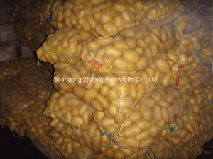 High Quality Exporting Potato